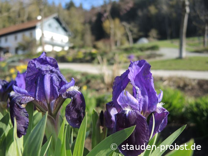 15. April