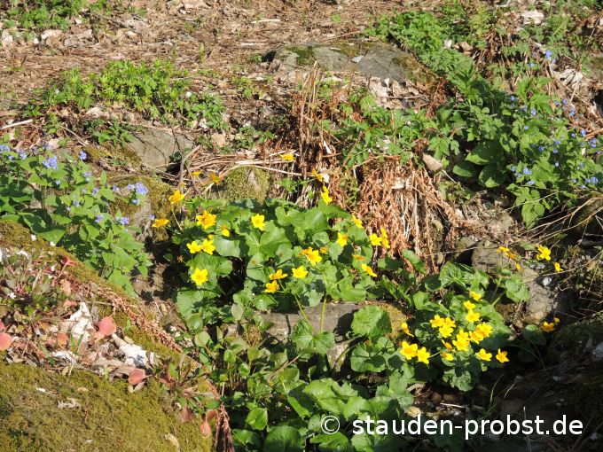 15. April