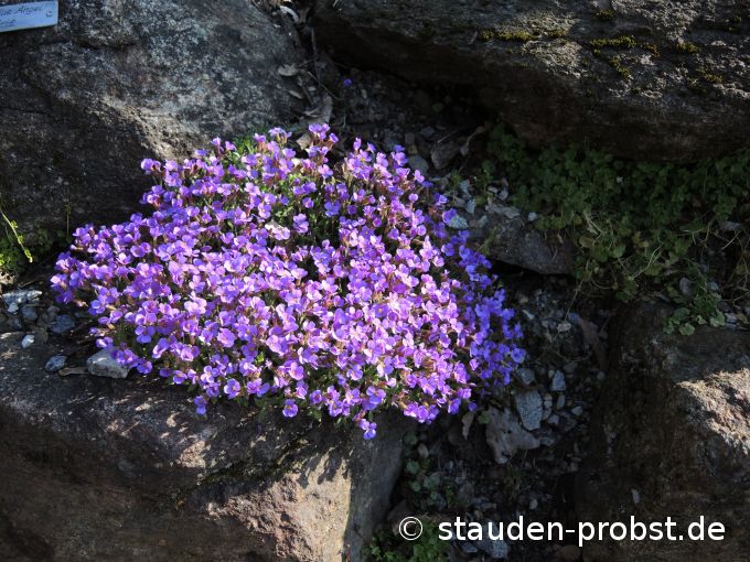 15. April