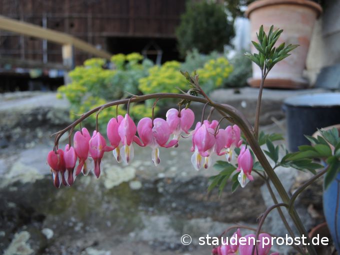 16. April