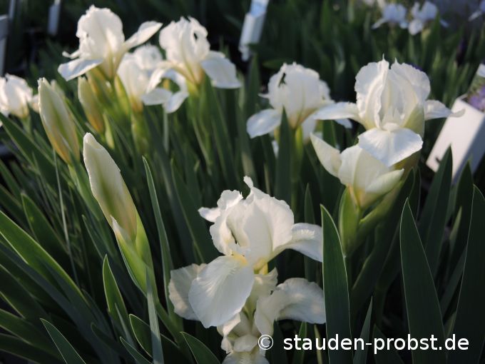 16. April