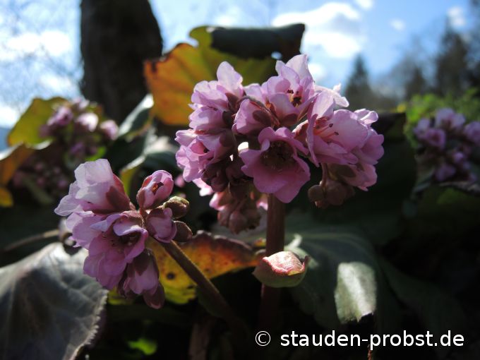 2. April