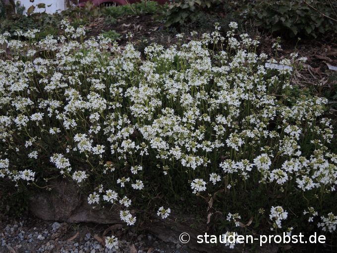 18. April