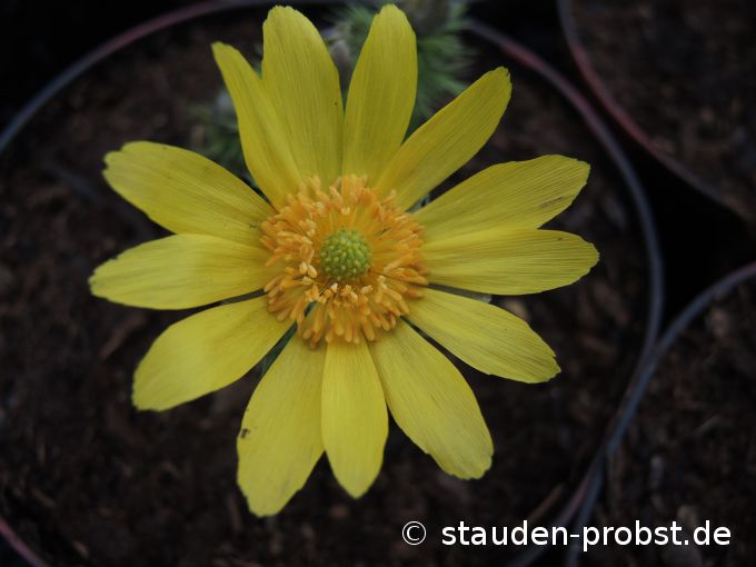 18. April