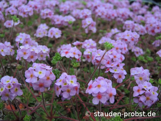 18. April