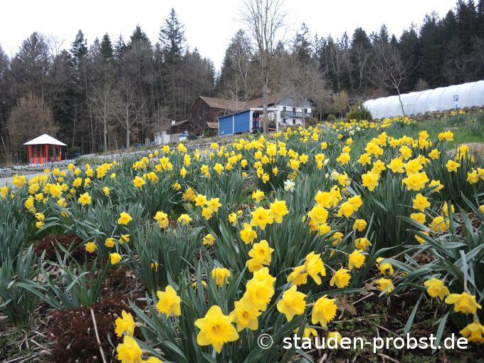 18. April