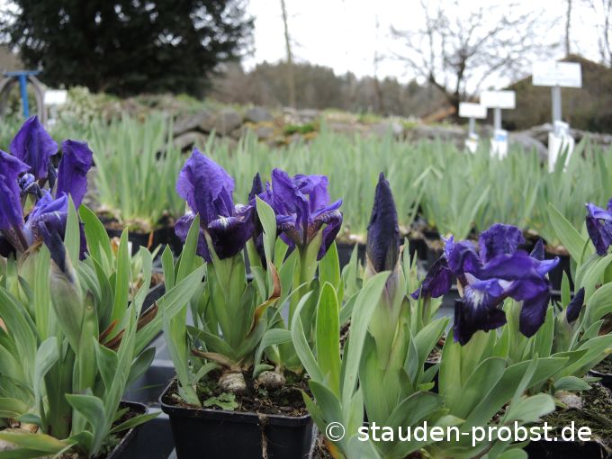 18. April