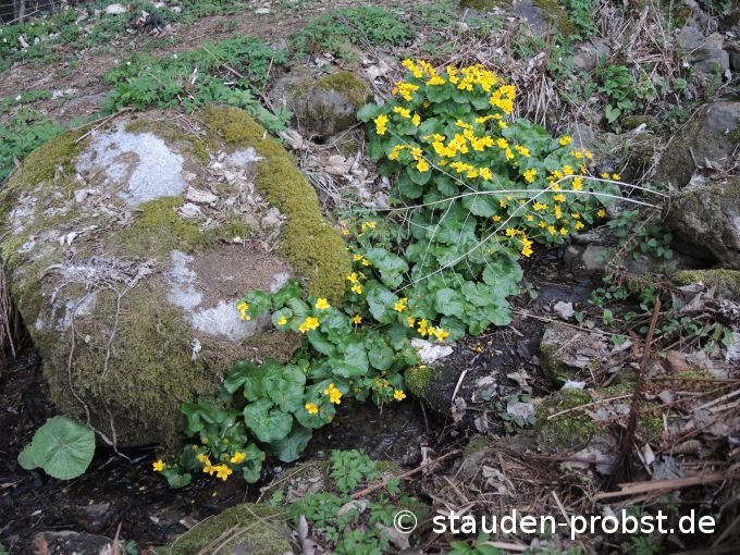 18. April