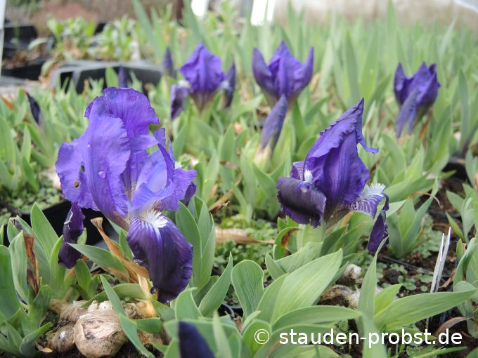 3. April