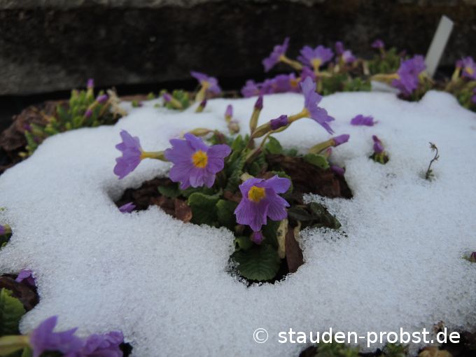 3. April
