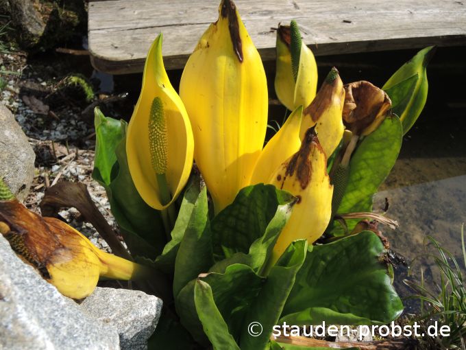 15. April
