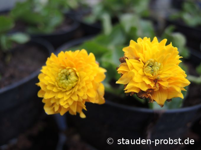 15. April