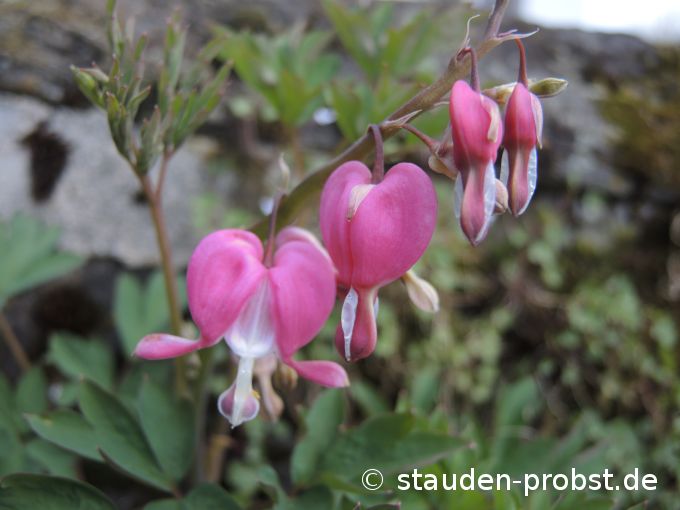 15. April