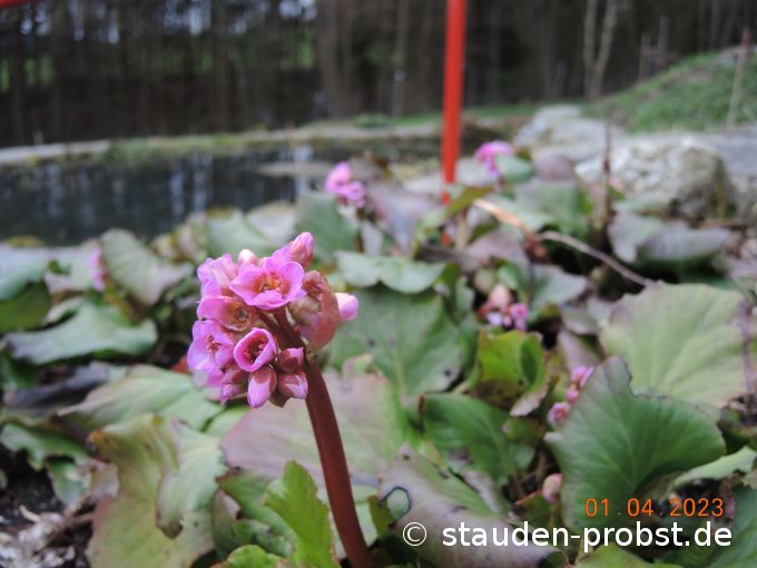 1. April