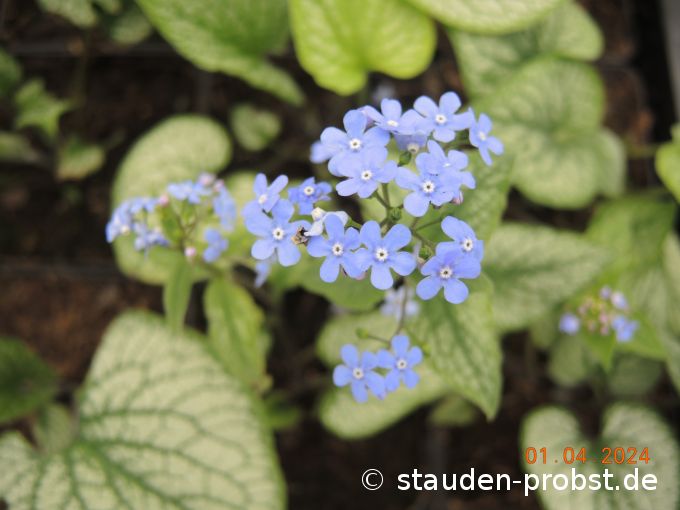 1. April