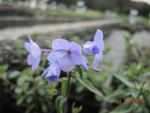 DSCN3970