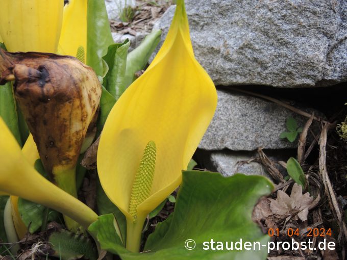 1. April