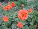 DSCN4105