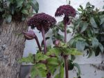 DSCN8164