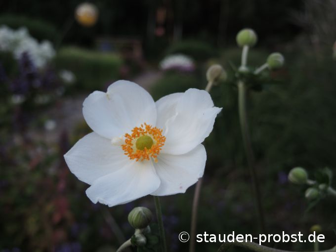 18. August