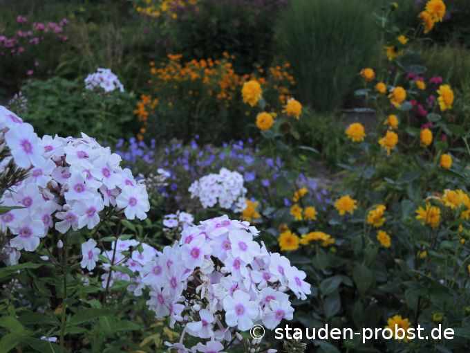18. August