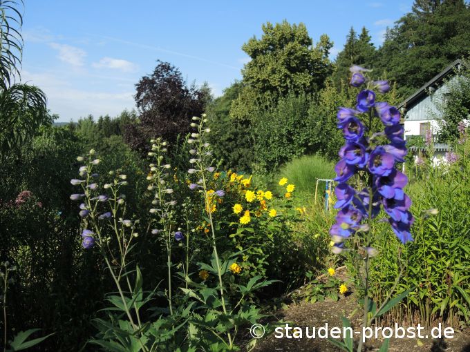 17. August
