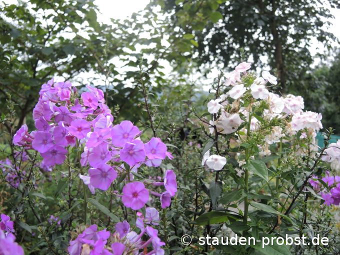 17. August