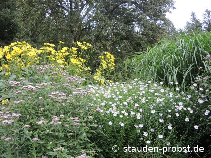 17. August