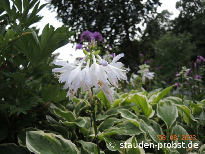 8. August