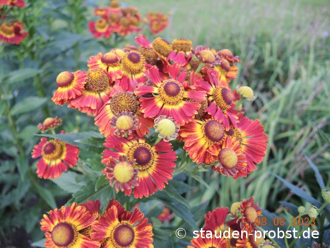 8. August