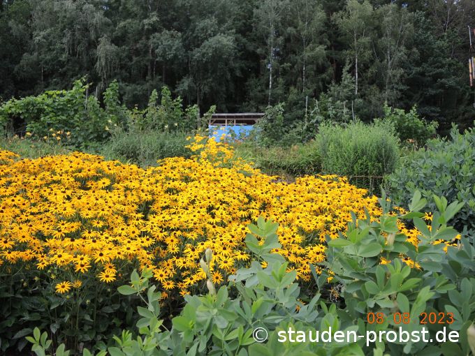 8. August
