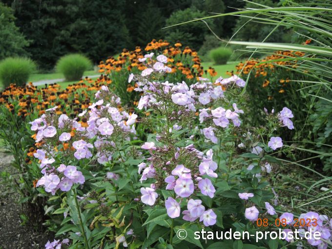 8. August