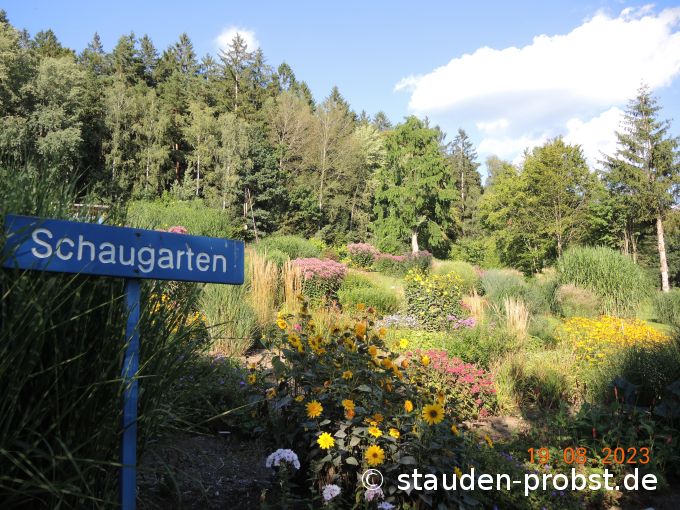 19. August