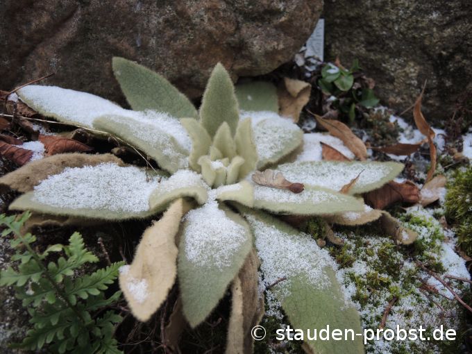 4. Dezember