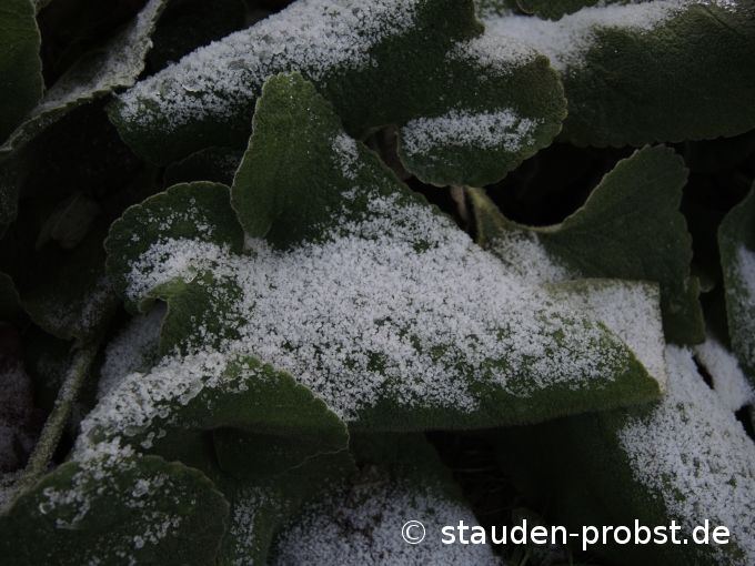 4. Dezember