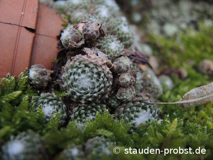 15. Dezember