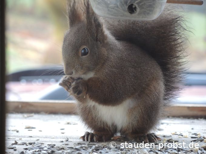 1. Dezember