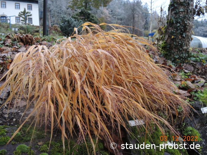 3. Dezember