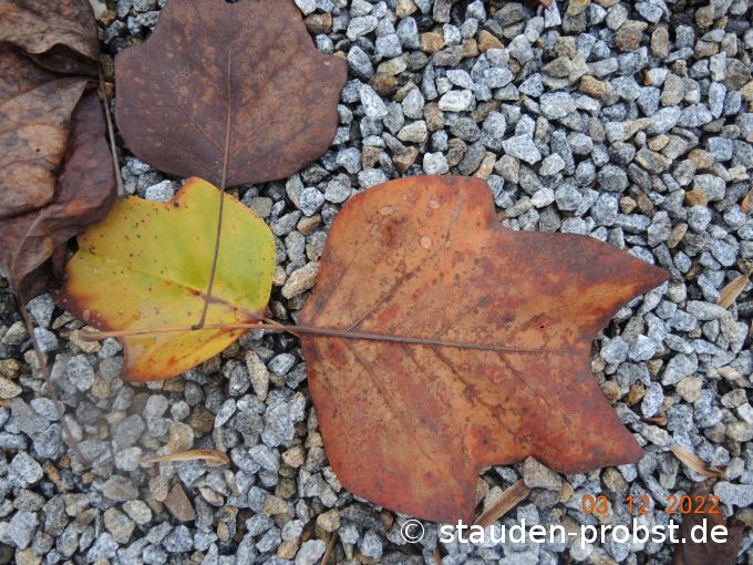 3. Dezember