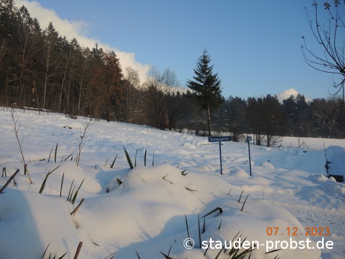 7. Dezember