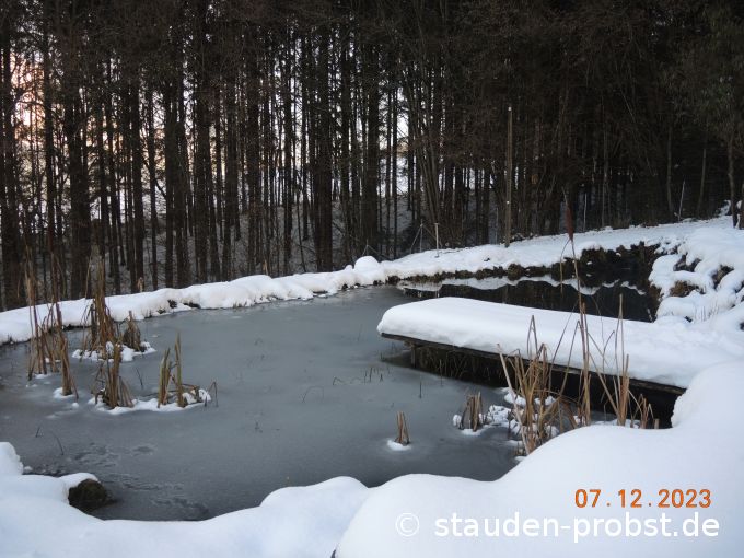 7. Dezember