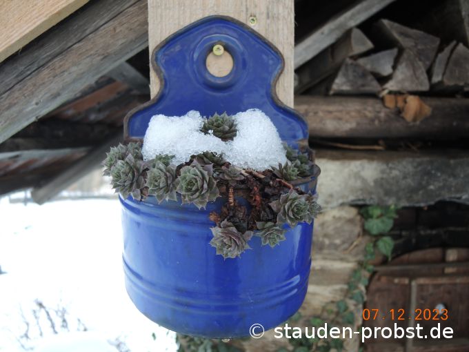 7. Dezember