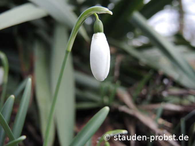 1. Februar