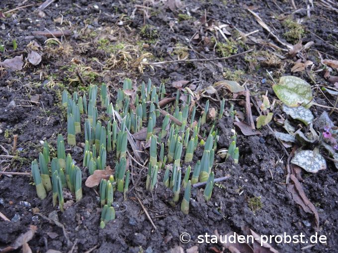 1. Februar