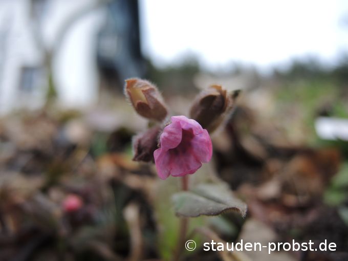 1. Februar