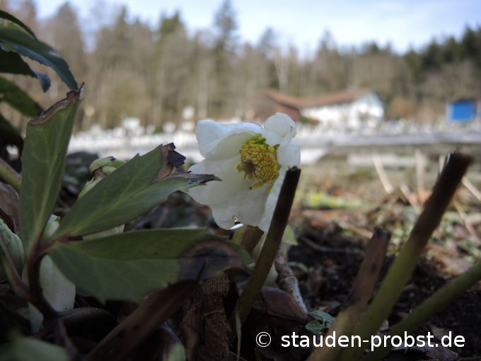 15. Februar