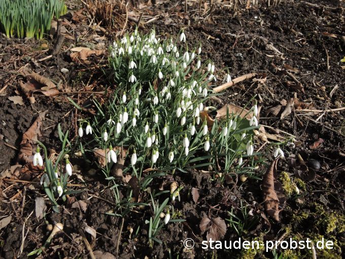 15. Februar