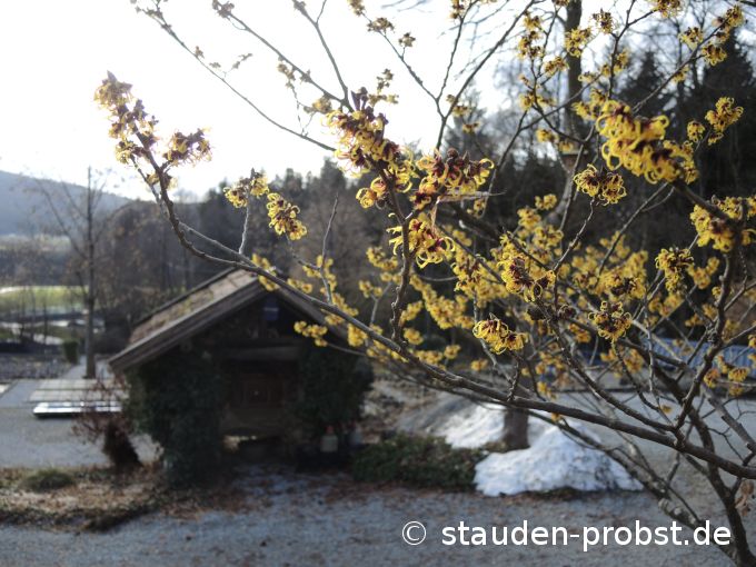 4. Februar