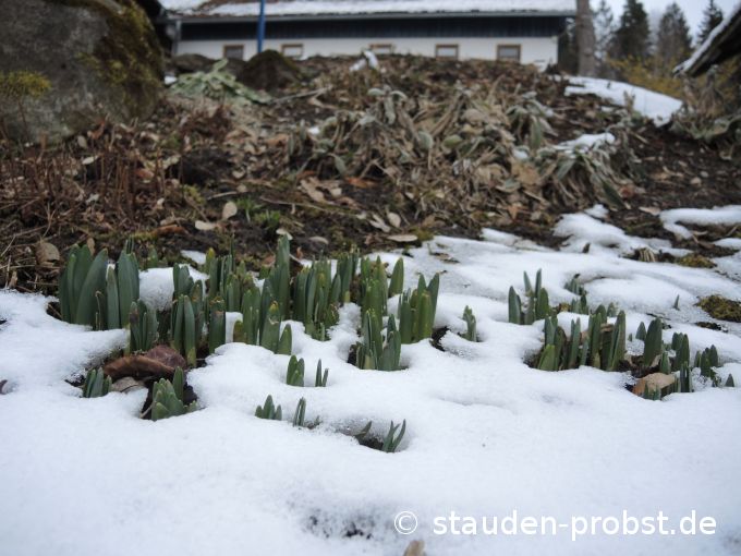 15. Februar