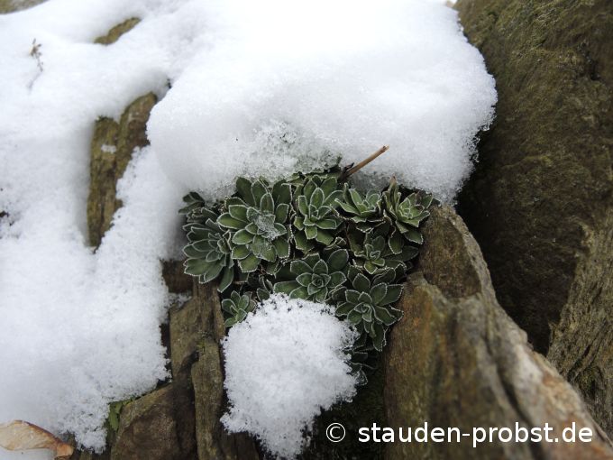 15. Februar
